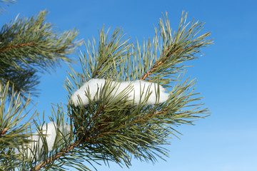 fir branch with snow