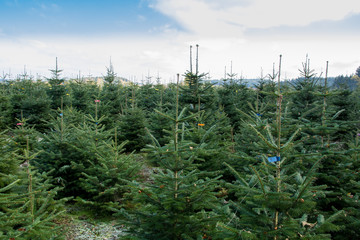 Weihnachtsbäume Plantage mit Tannen für Weihnachten