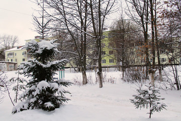 Two winter fir-trees