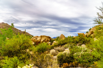 Cacti, Shrubs and large Rocks and Boulders in the desert near Carefree Arizona, USA