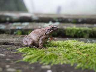 frog