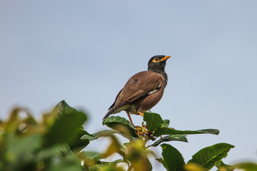 Common Myna bird perching on the tree