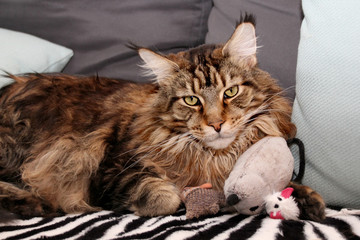 Süßer junger Maine Coon Kater