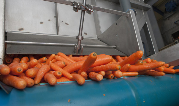 Carrot processing. Carrots on conveyor belt. Food industry.