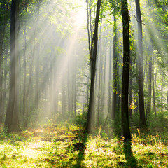 Fototapeta premium Beautiful morning in the forest