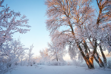 Winter Landscape. Rime on trees. Composition of Nature.