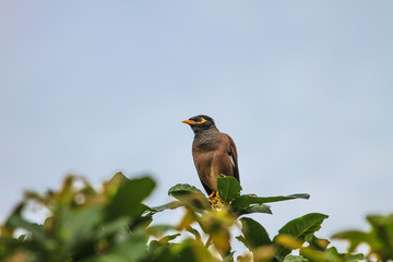 Common Myna bird perching on the tree
