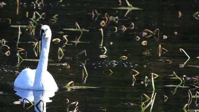 A Solitary Trumpeter Swan, Cygnus buccinator