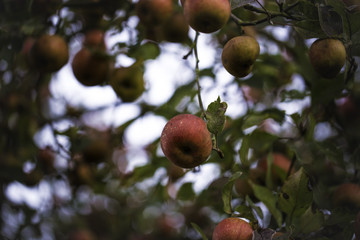 Äpfel an einem Morgen im Herbst