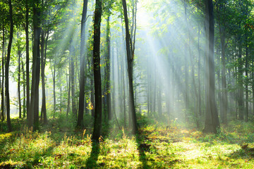 Obraz premium Piękny poranek w lesie