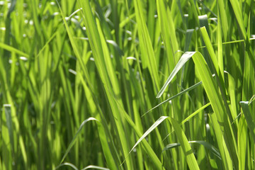 Obraz premium Lush Green Grass as Background