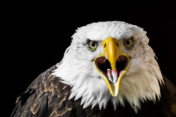 Squark