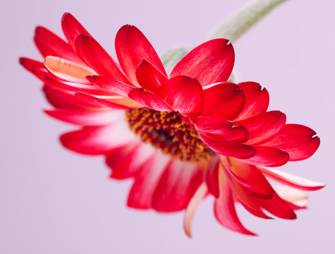 Fototapeta One red gerbera flower