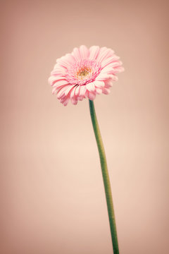 Fototapeta Pink flower