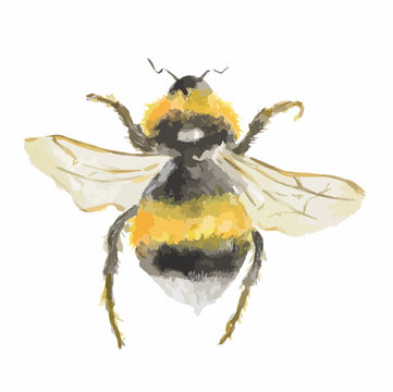 Isolated watercolor bee on white background. Dangerous insect.