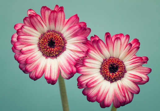 Fototapeta Two red daisy flowers on turquoise background