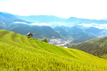 Fototapeta na wymiar Terraced rice field in rice season in Vietnam