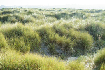 F, Bretagne, Finistère, Dünengräser n der Bucht von Goulven