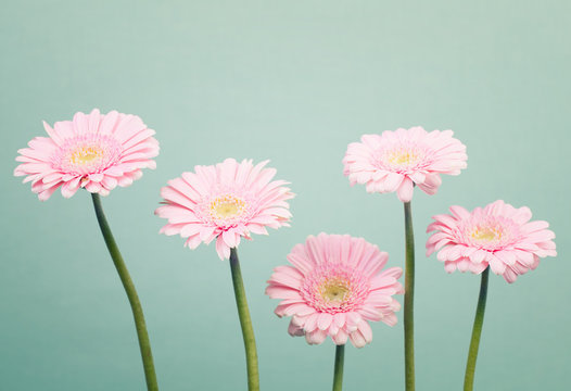 Fototapeta Soft pink daisy flowers on trendy cool mint background