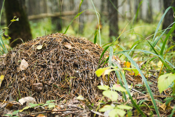  anthill © Ekaterina