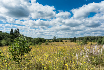 Meadow with yellow wildflowers