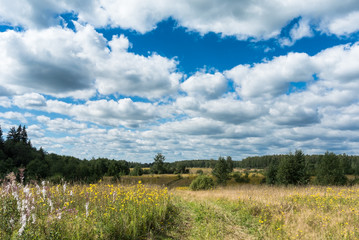 Meadow with yellow wildflowers and country road