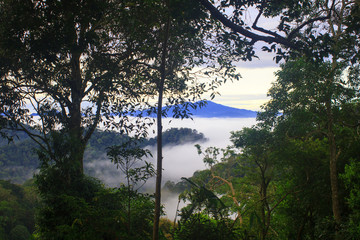 sea of fog with forests as foreground