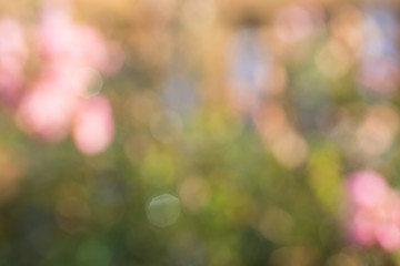 Abstract photo; blurred tree background in autumn park with beautiful ; Goldman and green colours