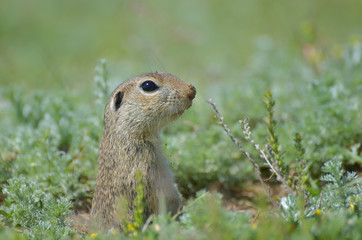 Naklejka na ściany i meble Cute European ground squirrel (Spermophilus citellus Ziesel) sitting on a field