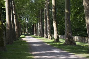 Fototapeta premium allée de platanes