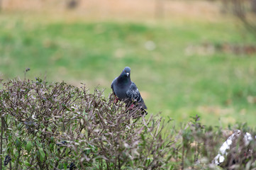 Blue pigeon sitting on the branch and eat berries