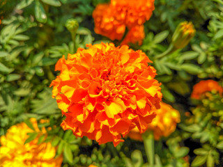 The orange flower blooming.
