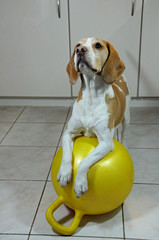 Cute dog exercises with a yellow gym ball