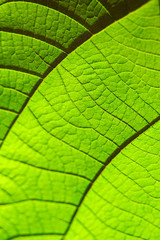 Fototapeta na wymiar Green leaf texture for background. Pattern of leaves. Selective focus