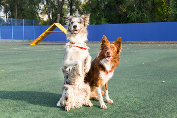 Two border collies (mother and daughter) stand in the background of the agility`s track.