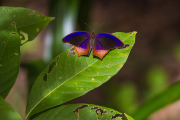 Butterfly, Royal Assyrian (Terinos terpander)