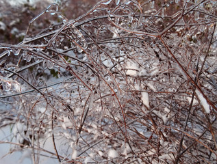 branch after the ice storm.