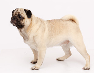 Pug dog isolated 