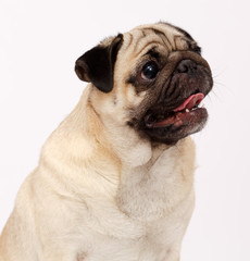 Obraz premium Pug dog isolated 