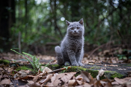 The cat in the jungle