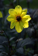 Dahlia jaune au lever du soleil en été, parc floral Paris