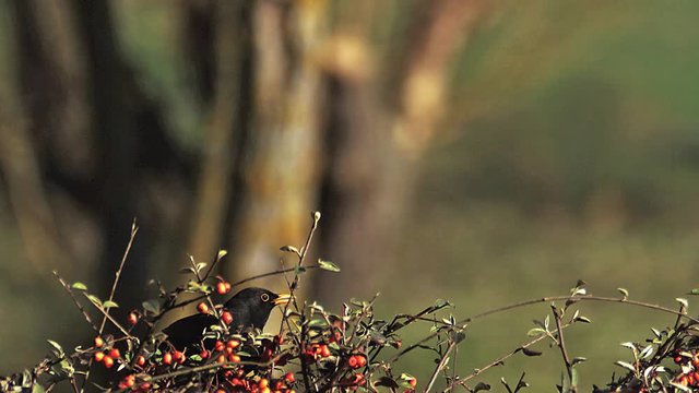 Blackbird, turdus merula, Male in Flight, Taking off from Cotoneaster, Normandy, Slow motion