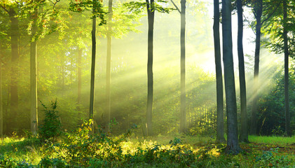 Autumn forest