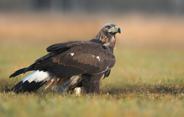 Golden Eagle (Aquila chrysaetos)