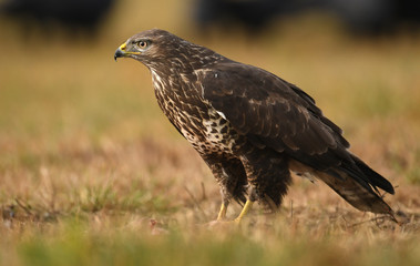 Common buzzard (Buteo buteo)