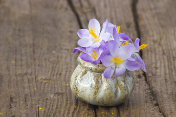 crocus flowers - fresh spring flowers