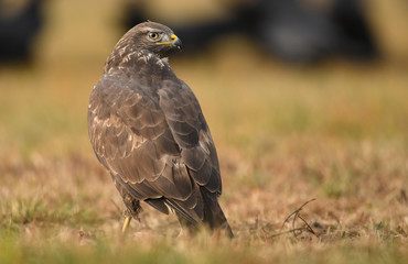 Common buzzard (Buteo buteo)