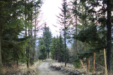 The road in a pine forest