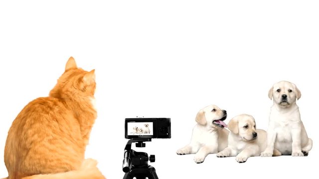 photoshoot pets on a white background