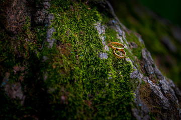 Wedding rings on moss